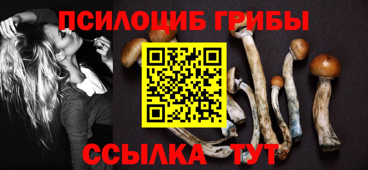Псилоцибиновые грибы Psilocybine cubensis Ставрополь